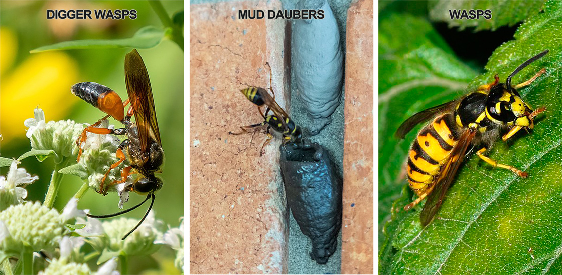 Types of Wasps