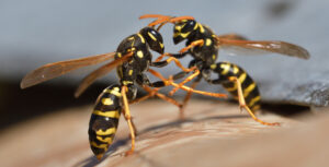 Wasps Hornets Exterminator Windsor