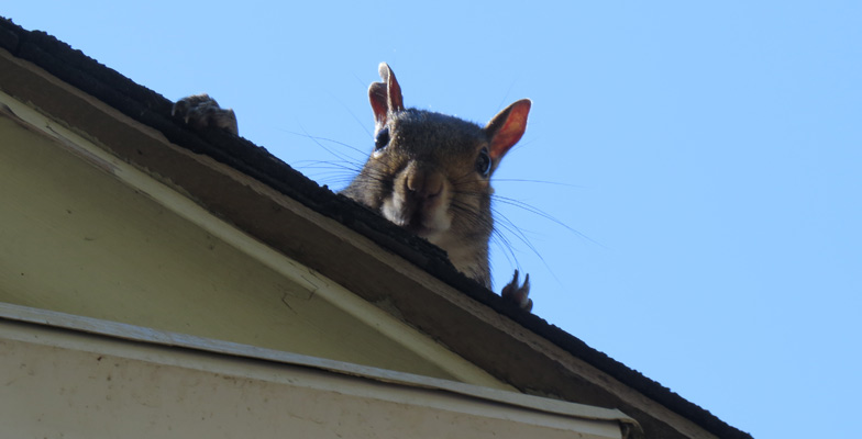5 Tips for Squirrel Control - Windsor - Chatham - Sarnia