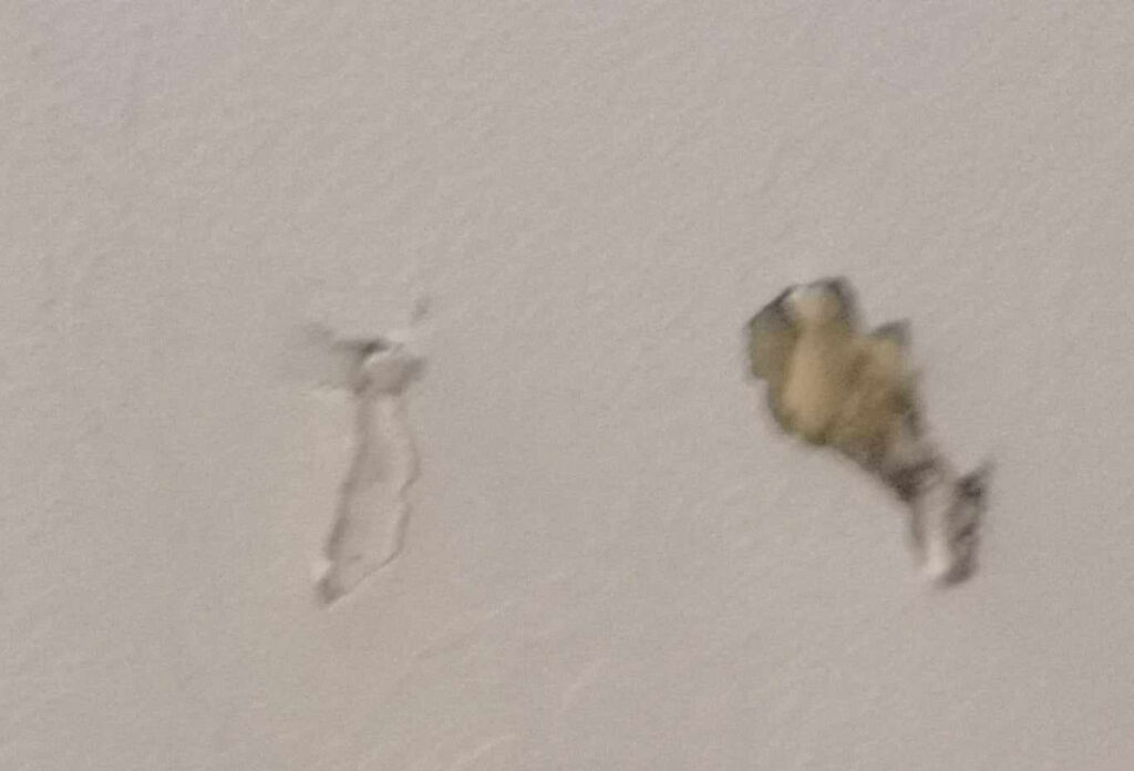 Squirrel Claw marks in Attic Drywall