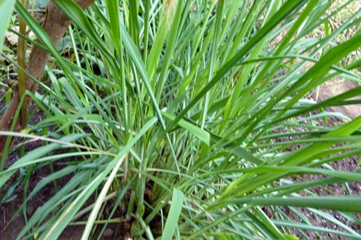 Citronella Plant - Best Insect Repelling Plants
