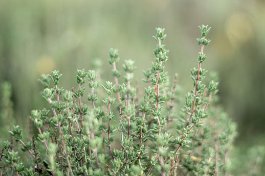 Thyme Plants