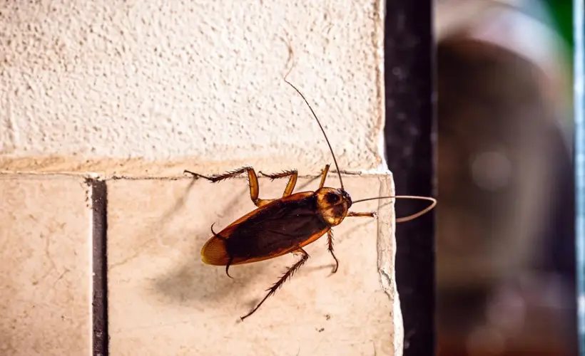 Cockroach on the wall.