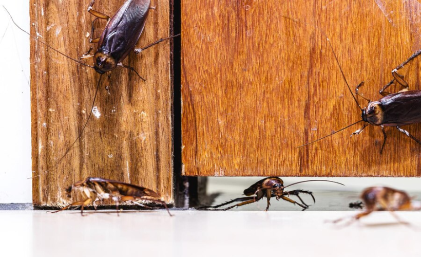 Effective Pest Treatment Services in Windsor