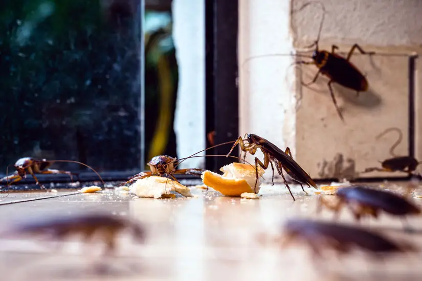 common kitchen pests