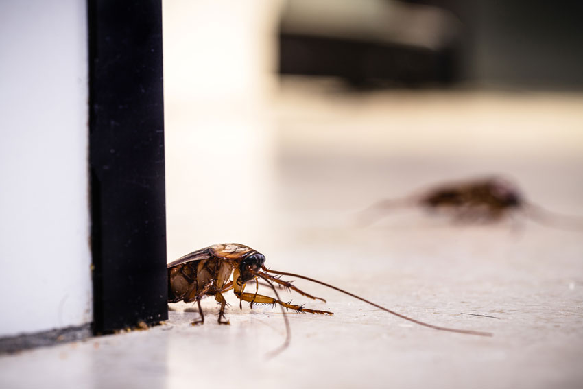 cockroach inside kitchen appliances