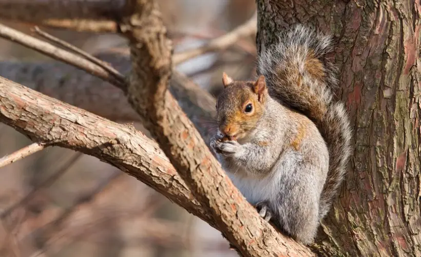 Grey squirrel sitting on a tree.