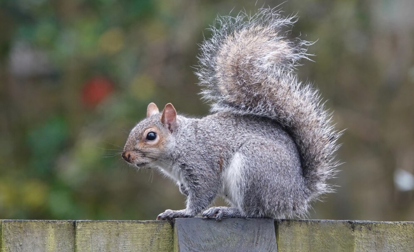 Grey squirrel sitting on top of a wall.