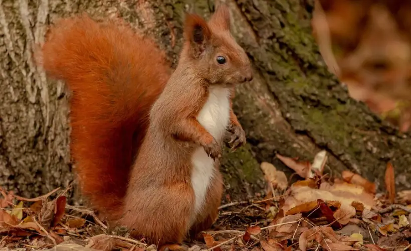 Red squirrel on a tree trunk.