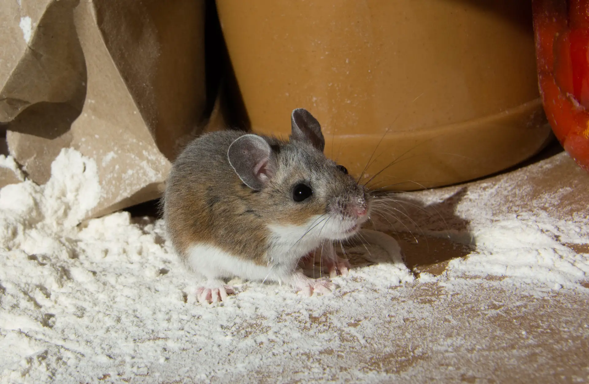 Prevent Pesky Pantry Pests in Windsor