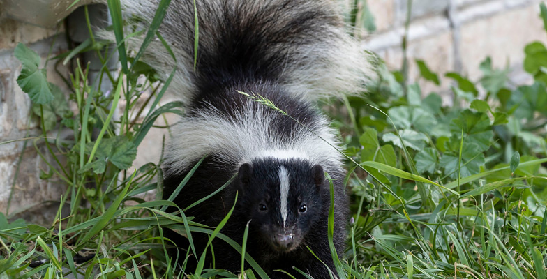 why skunks seek shelter in homes in Essex County Ontario