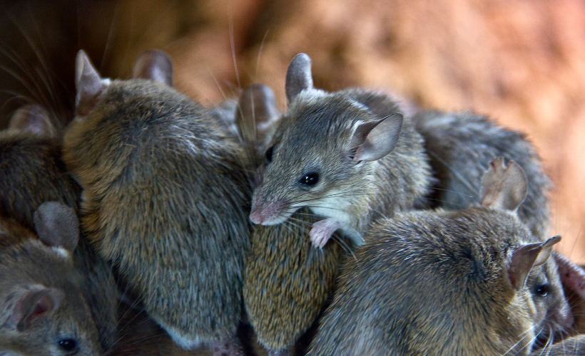 Mouse Infestation Problems in Windsor Essex County Ont.